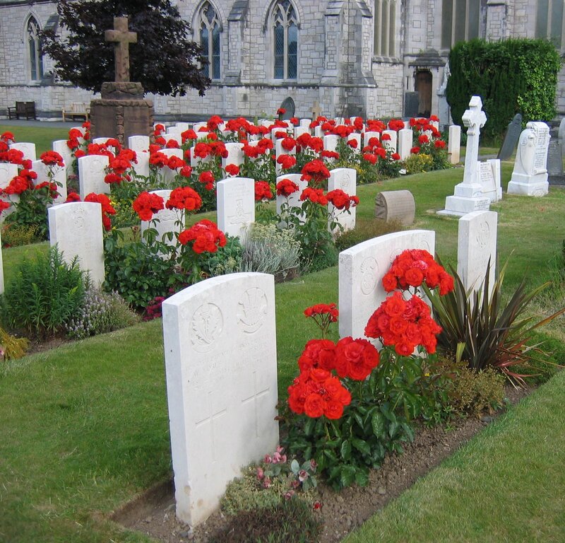 War graves with red roses