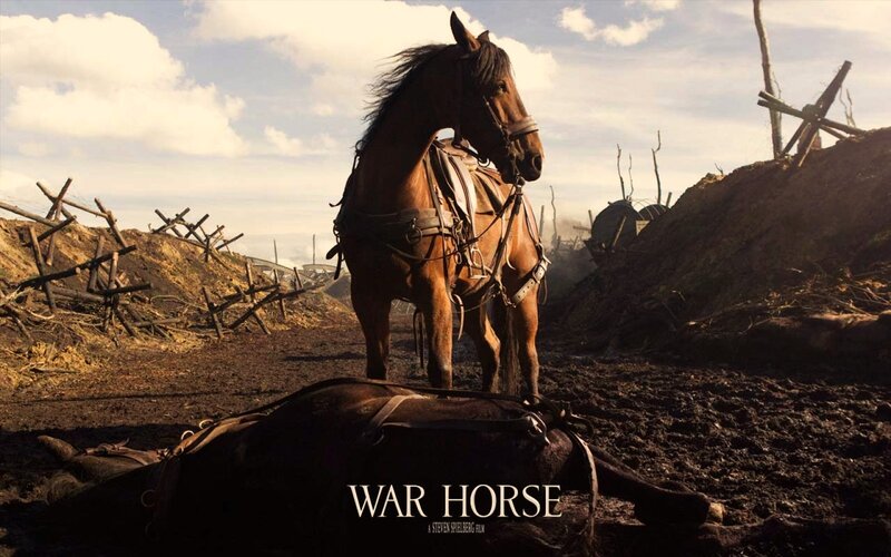 War Horse in Mud