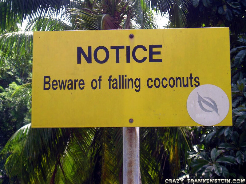 Warning sign about falling coconuts