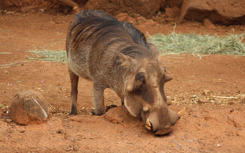 Warthog Digging in Dirt