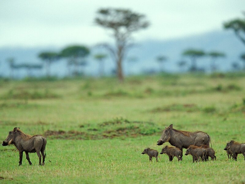 Warthog Family in Field