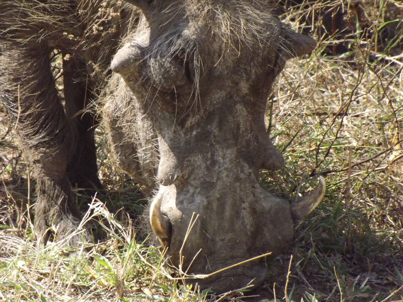 Warthog Grazing in Grass
