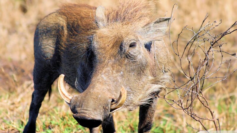 Warthog in Grassland — Brown, Natural