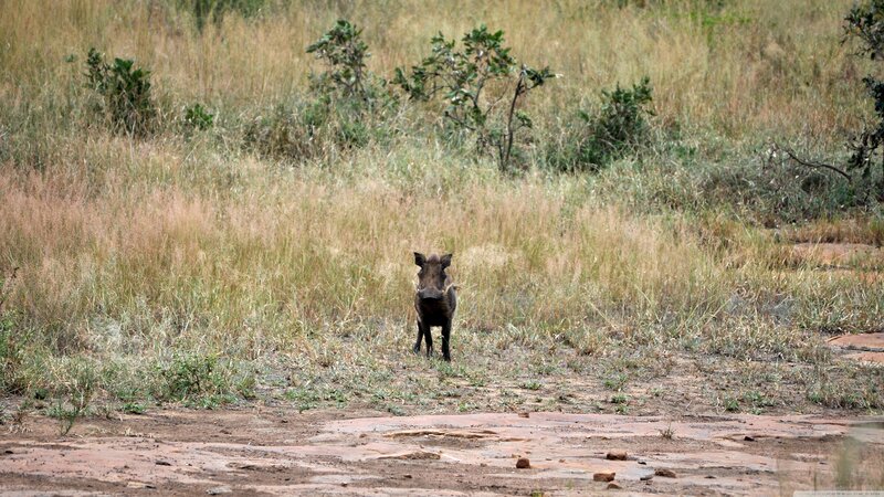 Warthog in Grassland — Brown