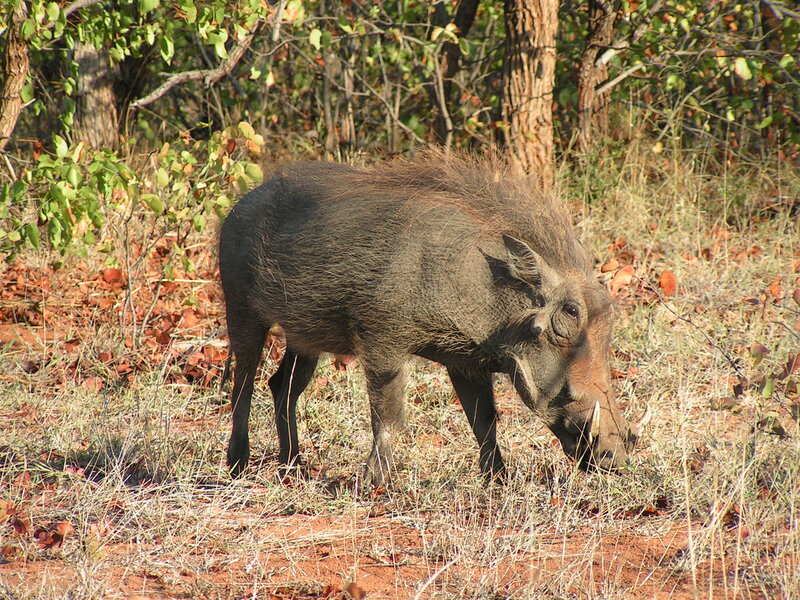 Warthog in Grassland