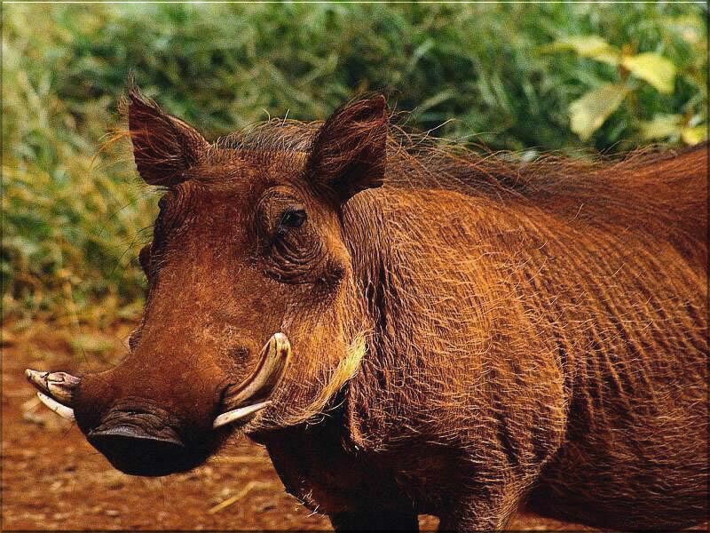 Warthog in natural habitat