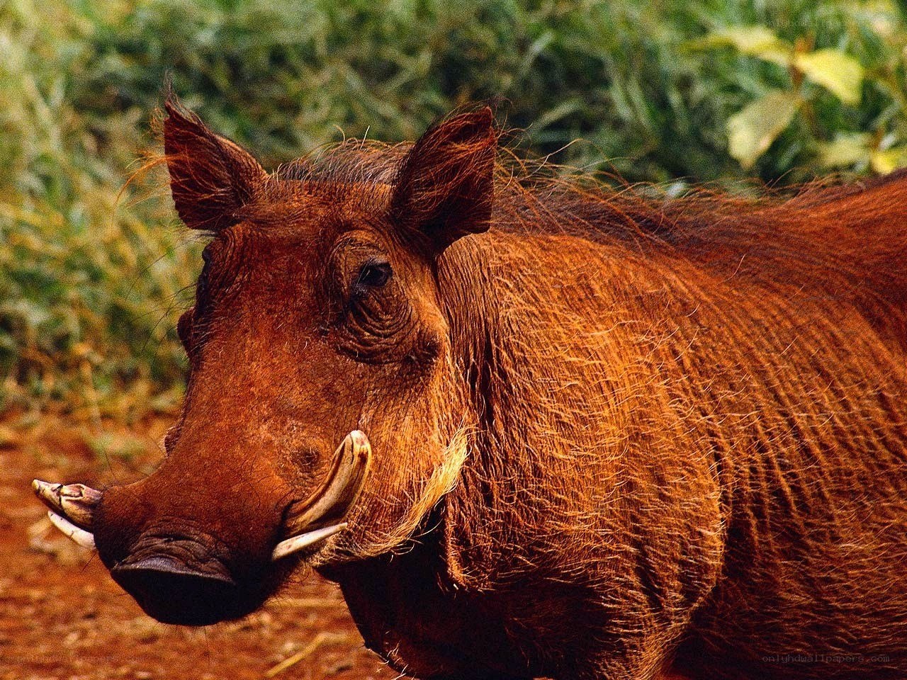 Warthog in natural habitat