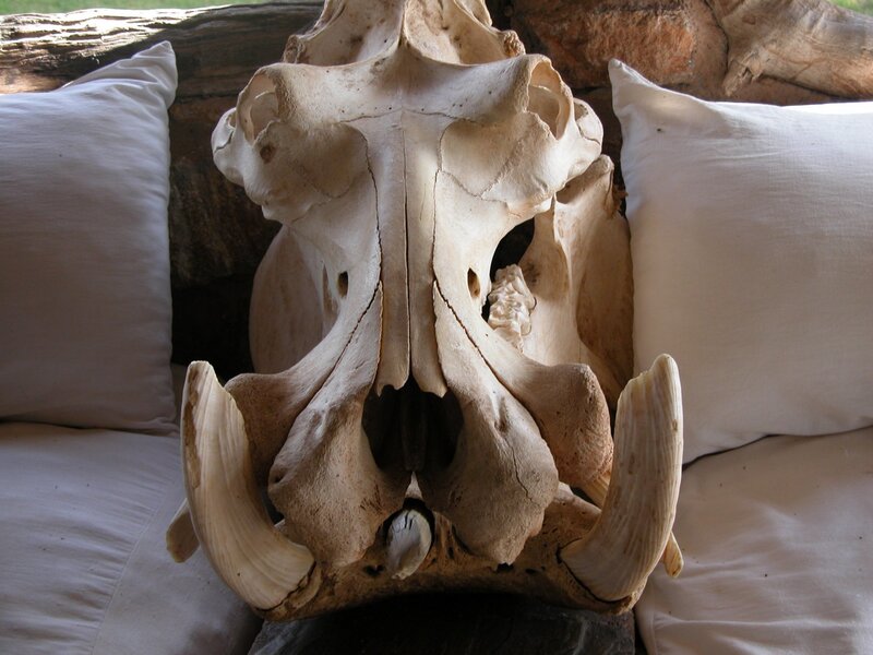 Warthog skull on a couch