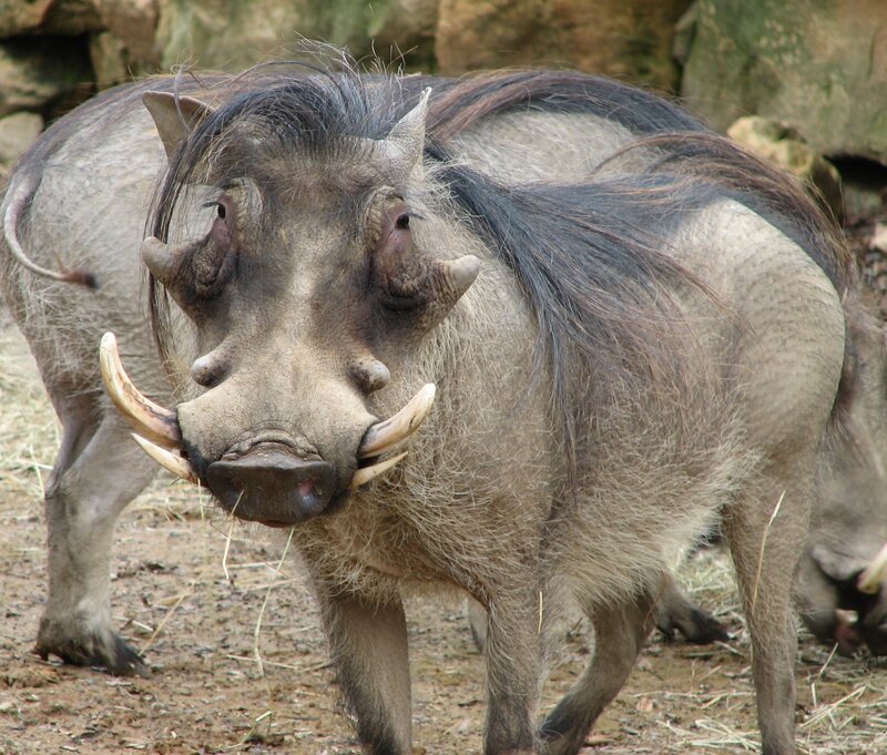 Warthog with prominent tusks