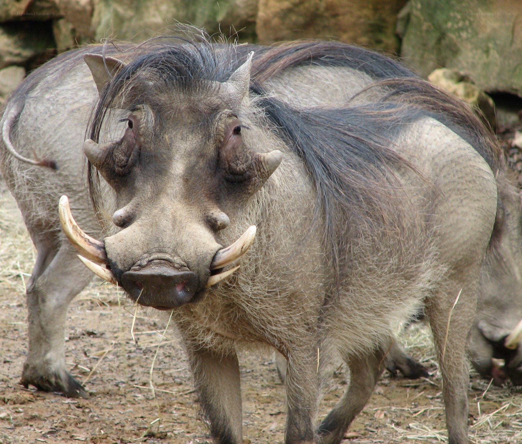 Warthog with prominent tusks