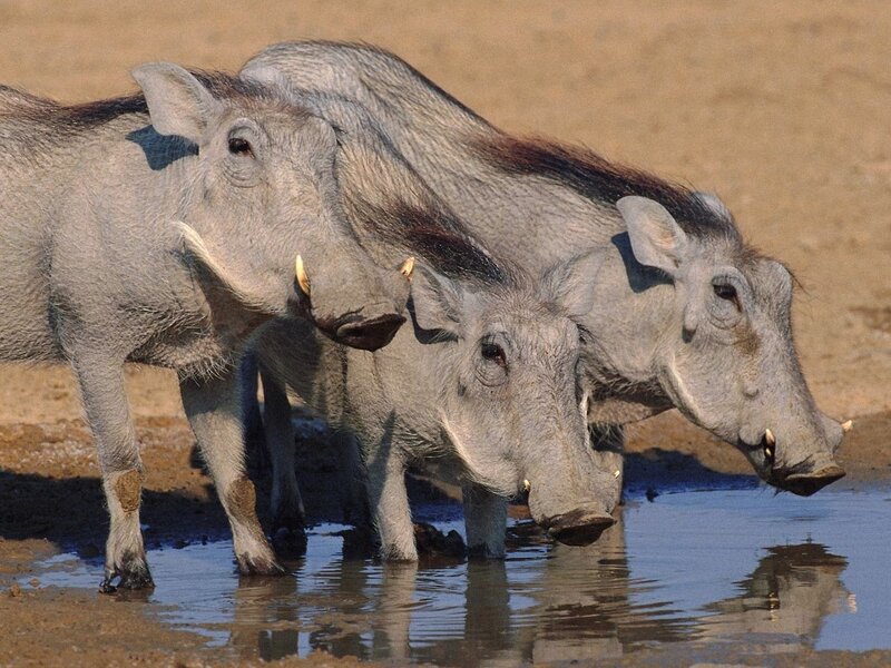 Warthogs drinking at a waterhole