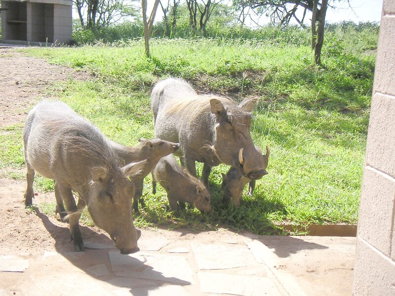 Warthogs grazing in a park