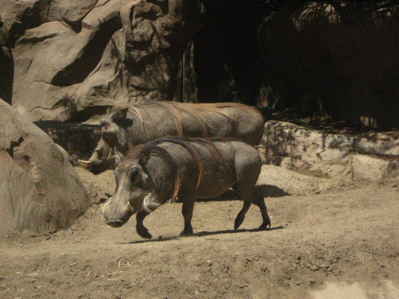 Warthogs in a zoo enclosure