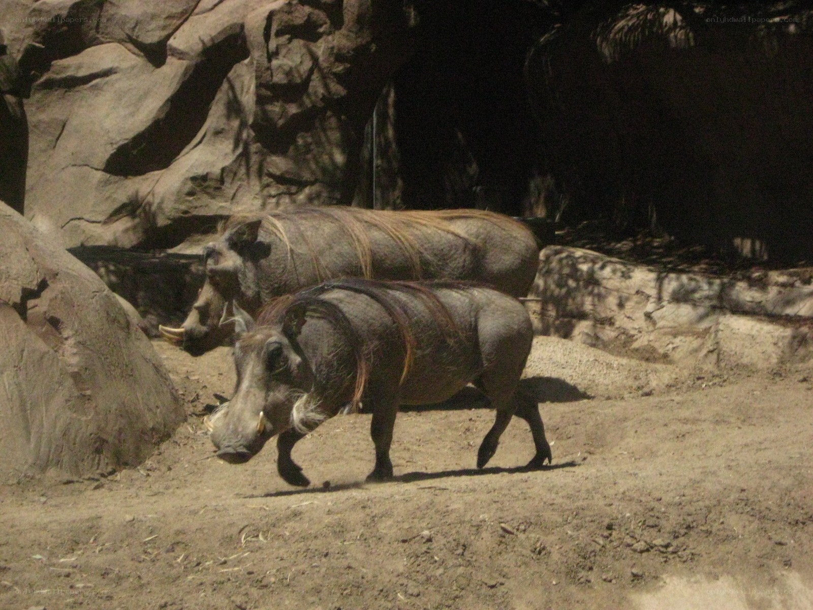 Warthogs in a zoo enclosure