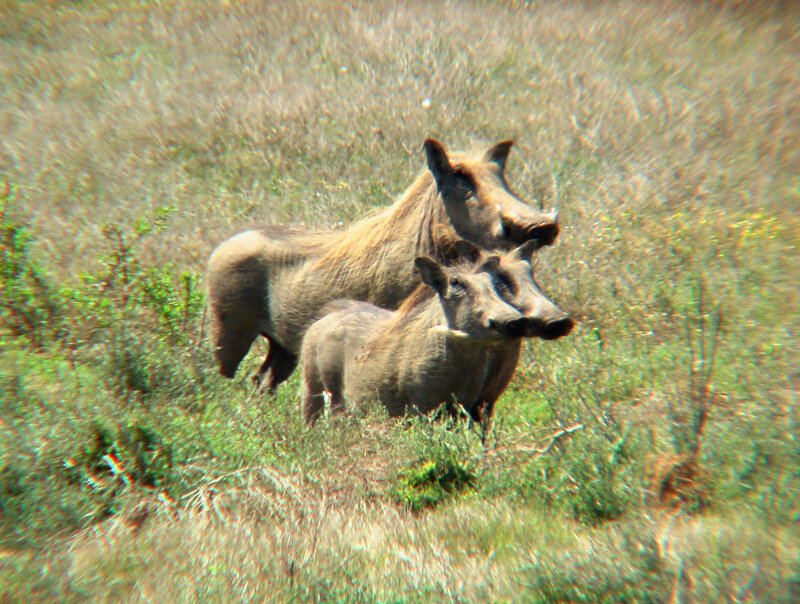 warthogs in grassy field