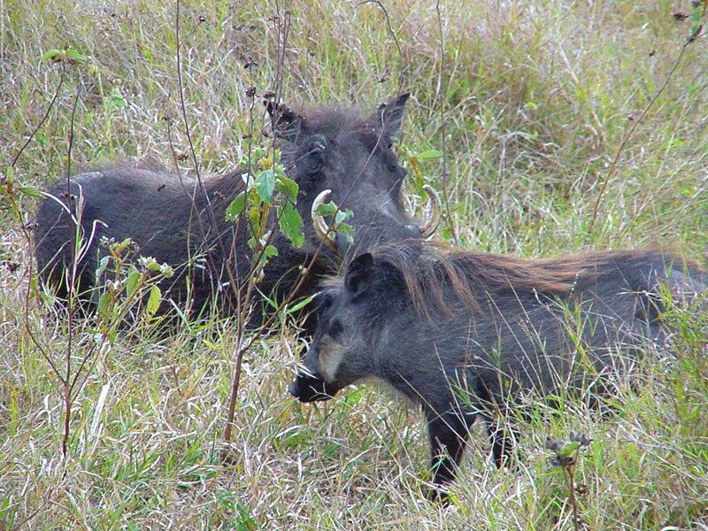 Warthogs in tall grass