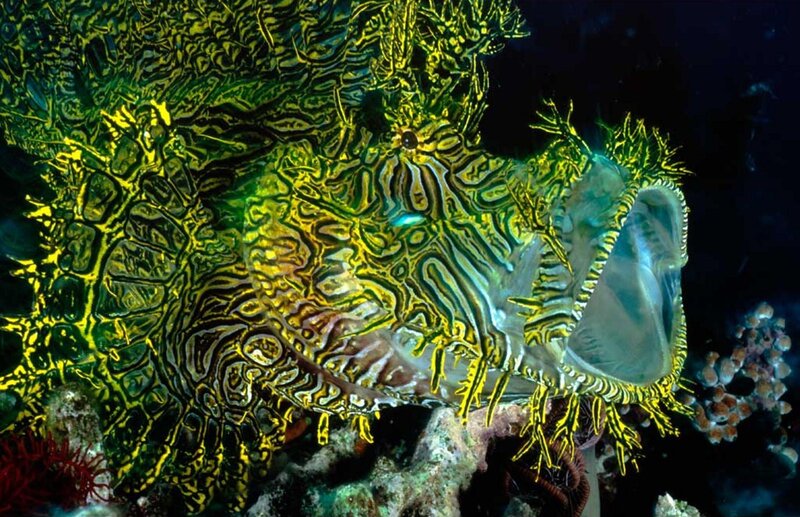 Warty Frogfish