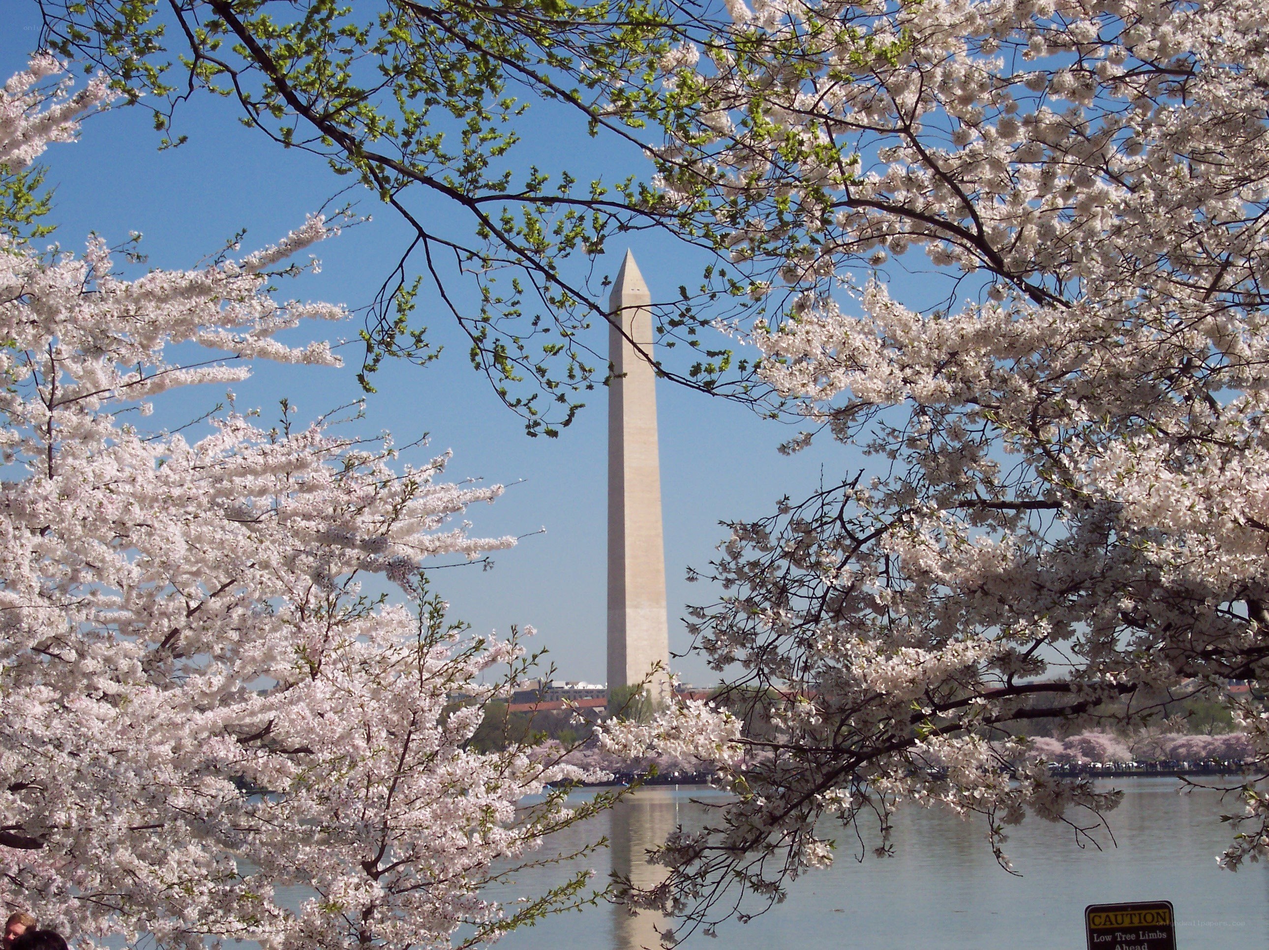 Washington Monument with cherry blossoms