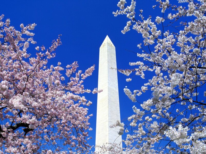 Washington Monument with cherry blossoms