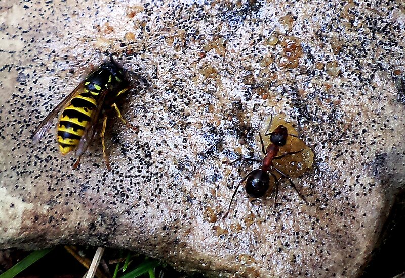 Wasp and Ant on Stone