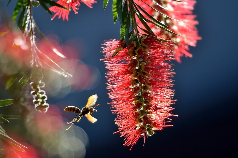 Wasp Approaching Flower