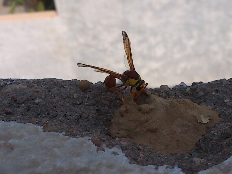 wasp building nest