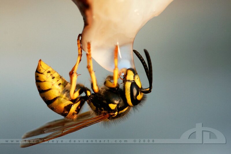 Wasp Drinking Liquid