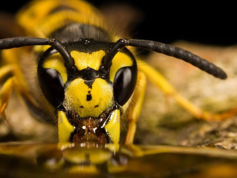 wasp drinking water