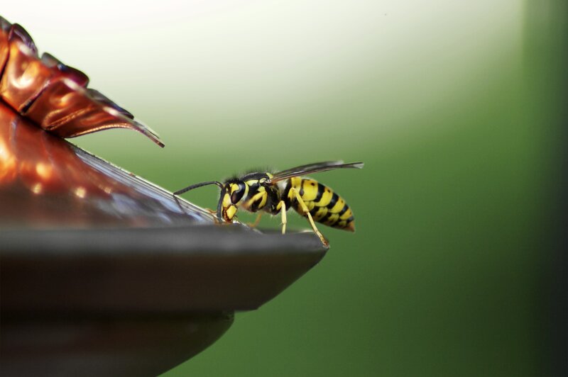 Wasp Drinking Water — Yellow, Calm