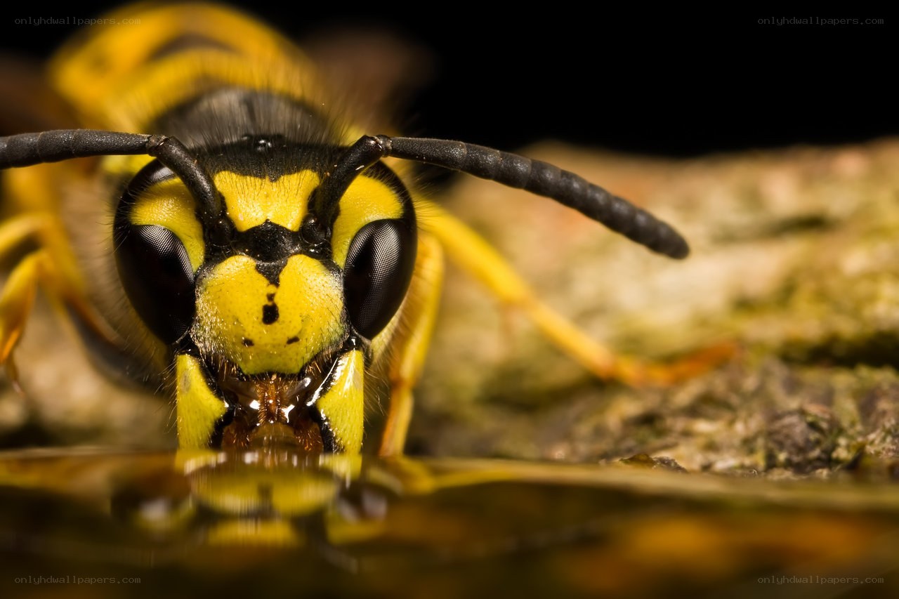 wasp drinking water