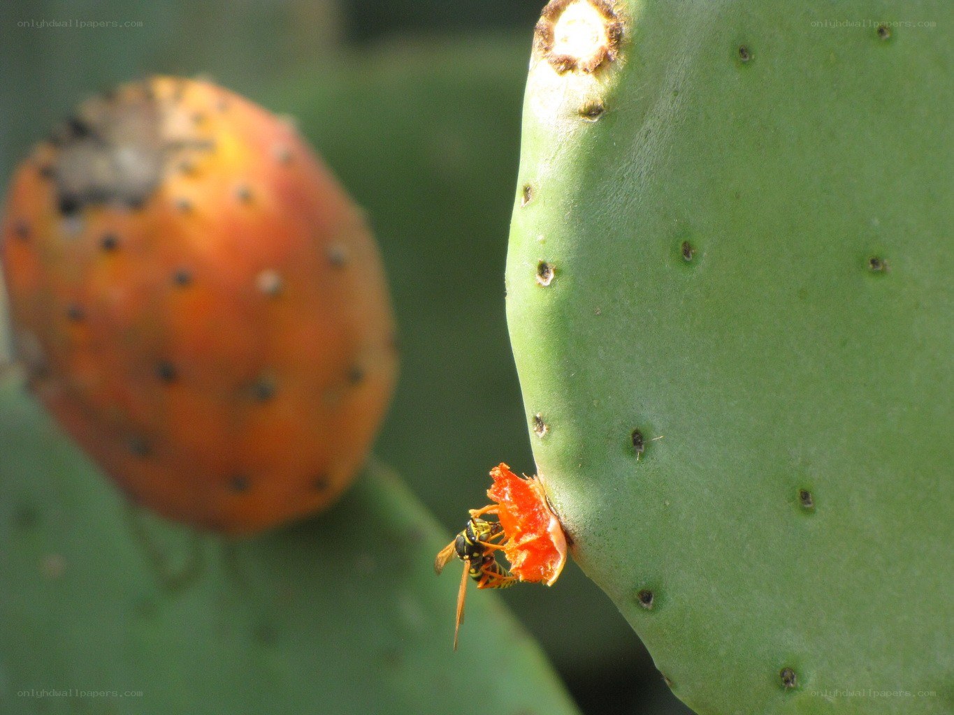 Wasp eating cactus fruit