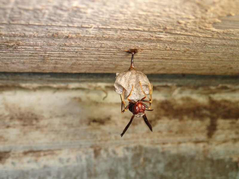 Wasp Hanging from Nest