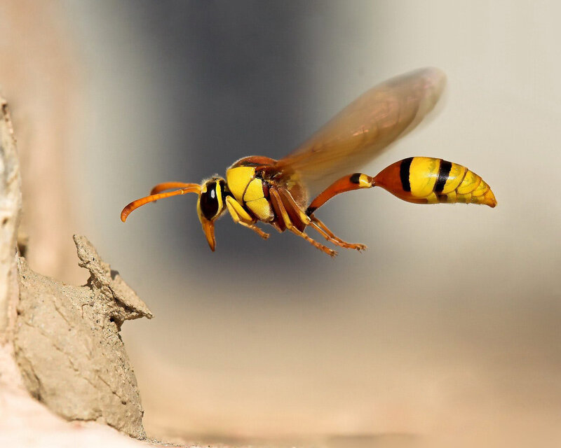wasp in flight near nest