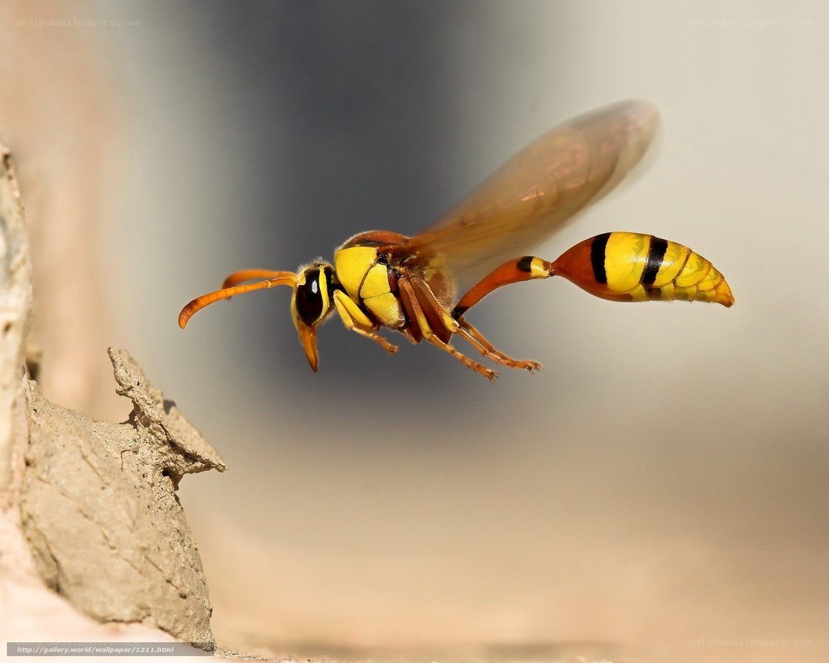 Wasp in flight near nest