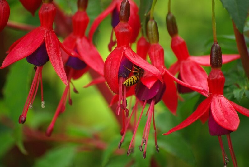 Wasp in Fuchsia Flower