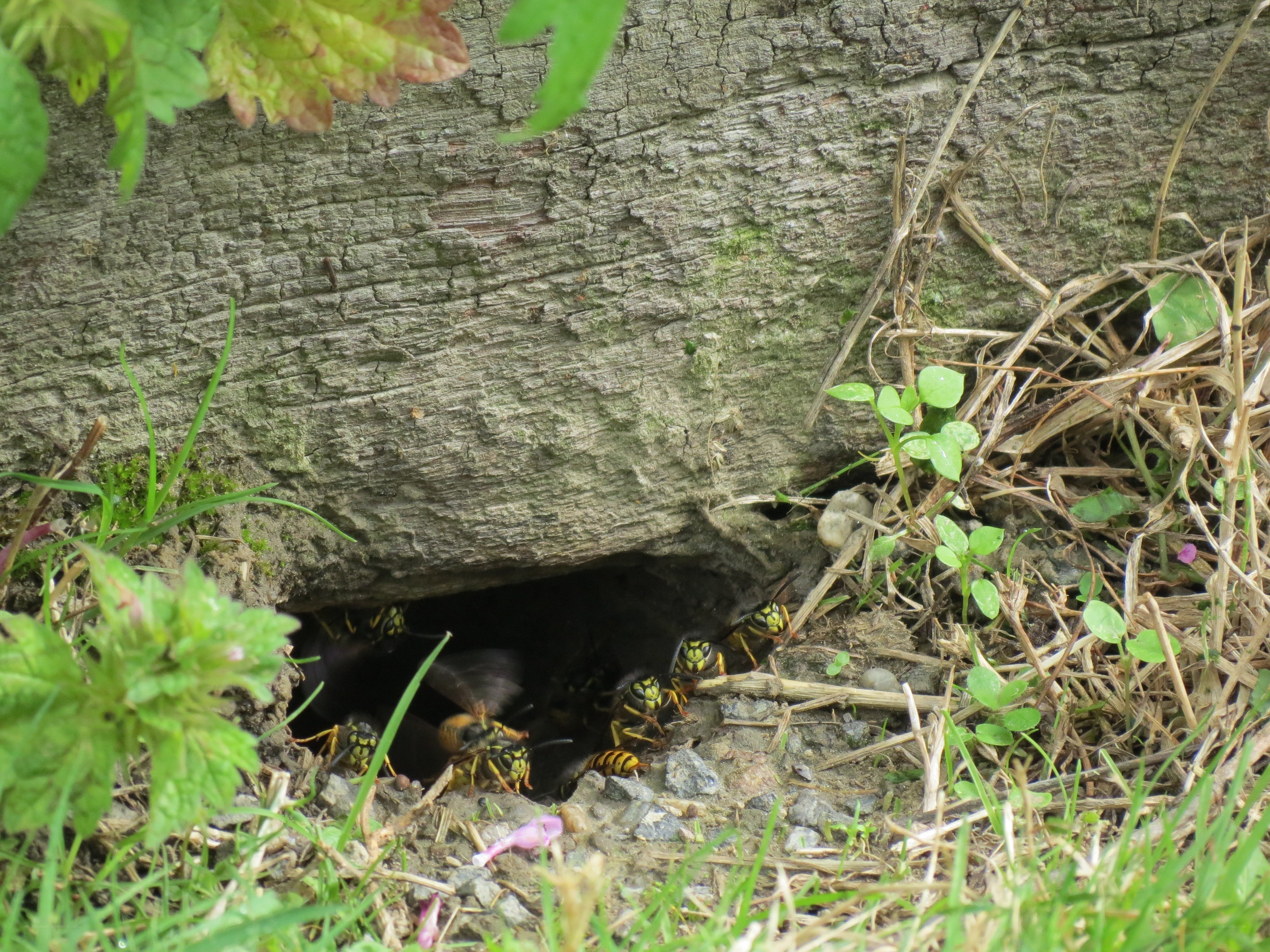 wasp nest at tree base