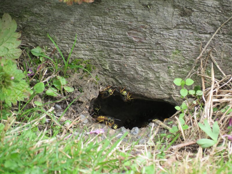 Wasp Nest Entrance — Green