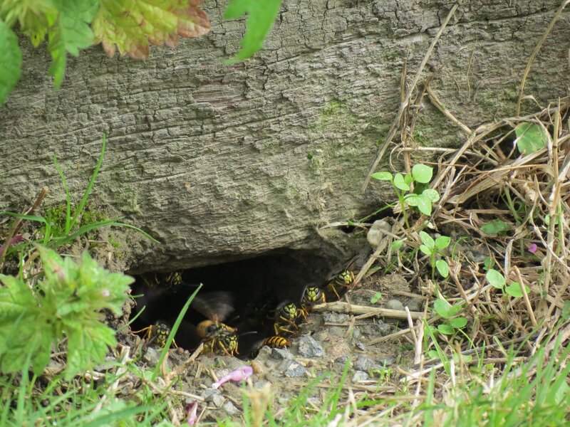 Wasp Nest Entrance