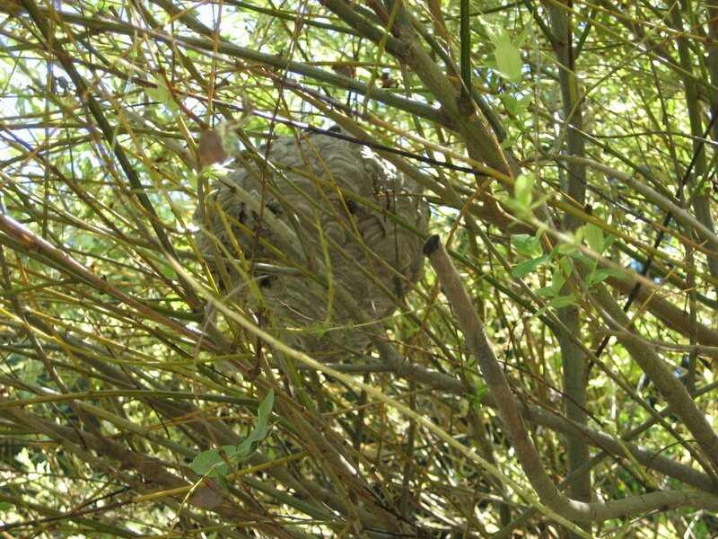 Wasp Nest in Bush