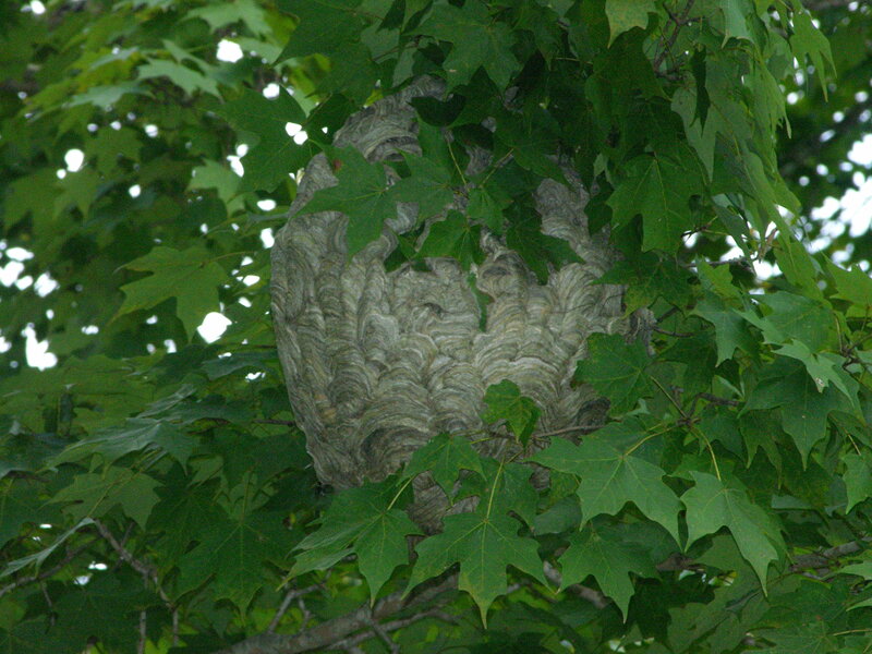 wasp nest in tree