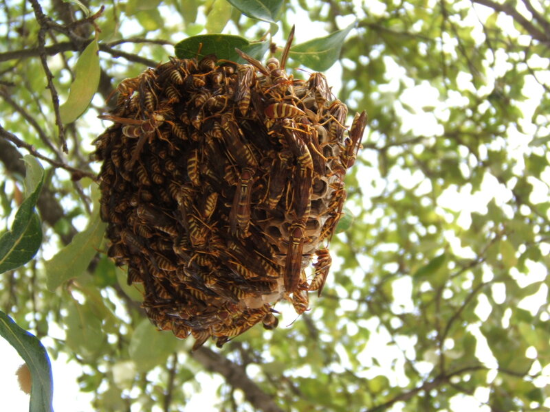 Wasp nest on tree branch