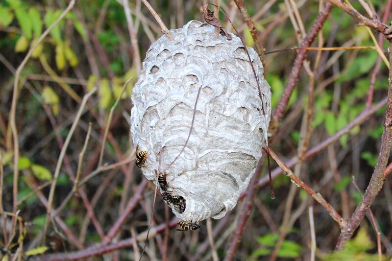 Wasp Nest with Wasps