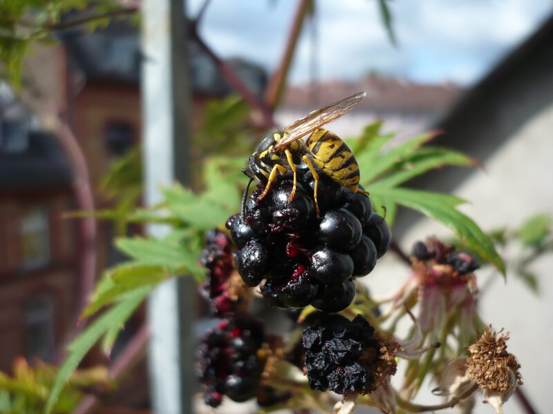 wasp on a blackberry