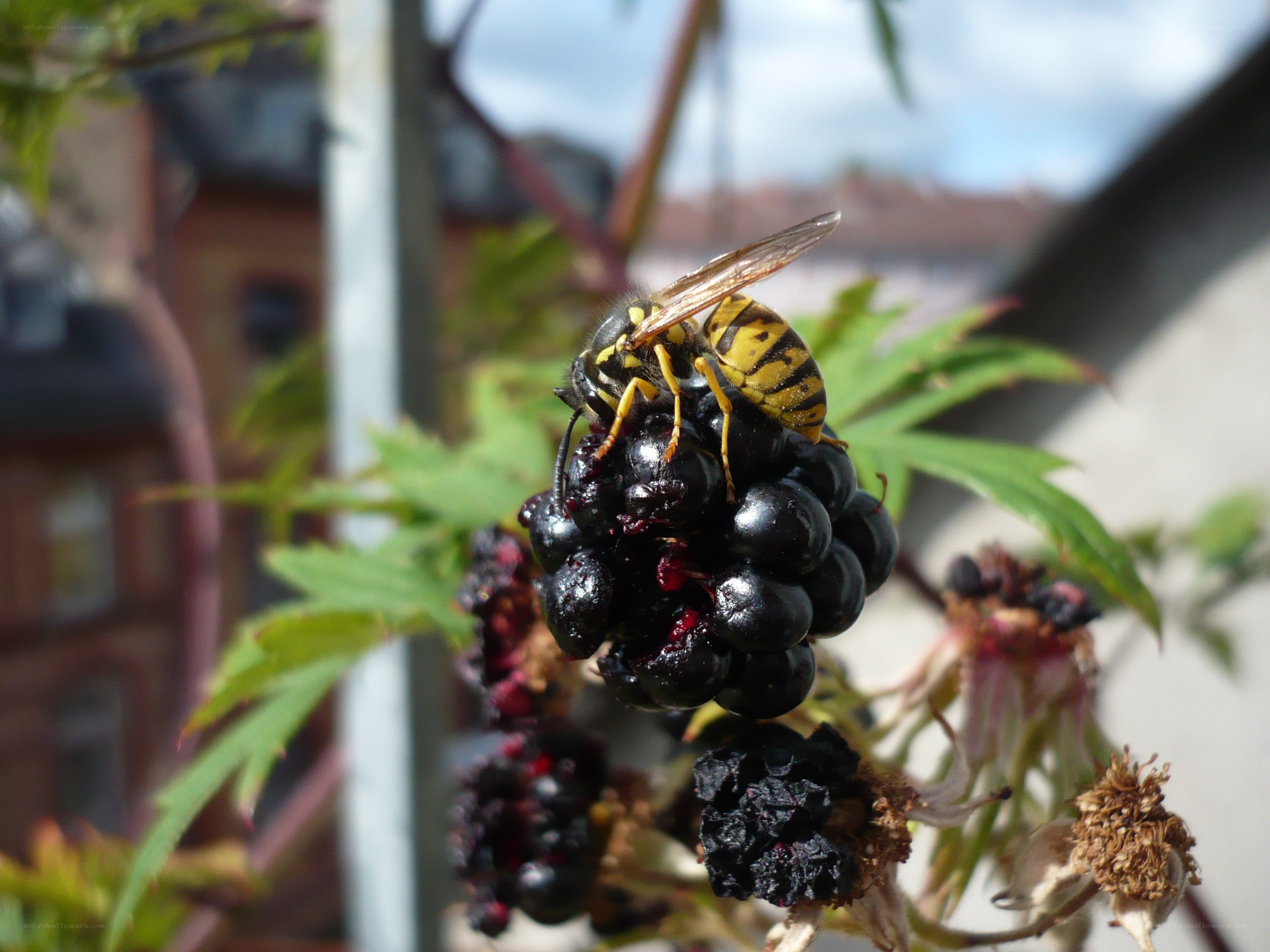 wasp on a blackberry