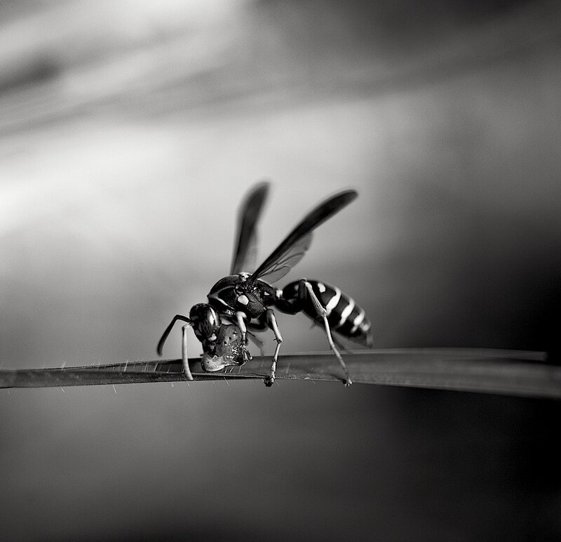 wasp on a blade of grass