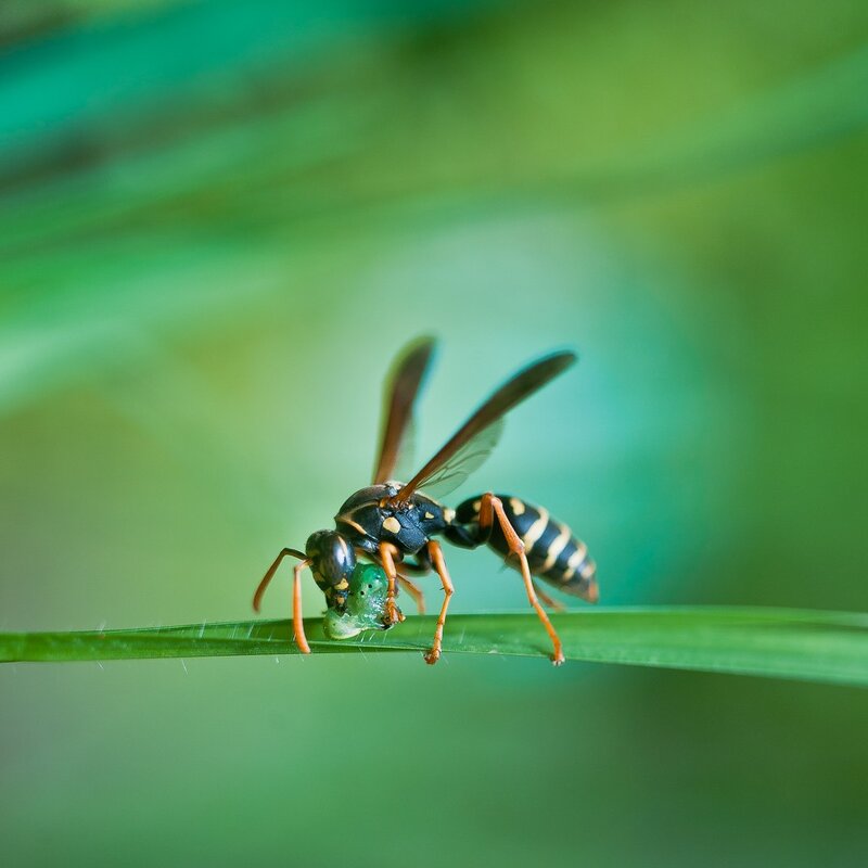 Wasp on a blade of grass