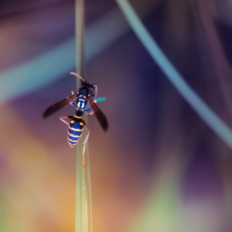 wasp on a blade of grass