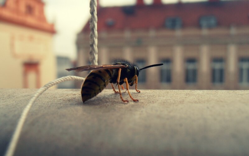 wasp on a concrete surface