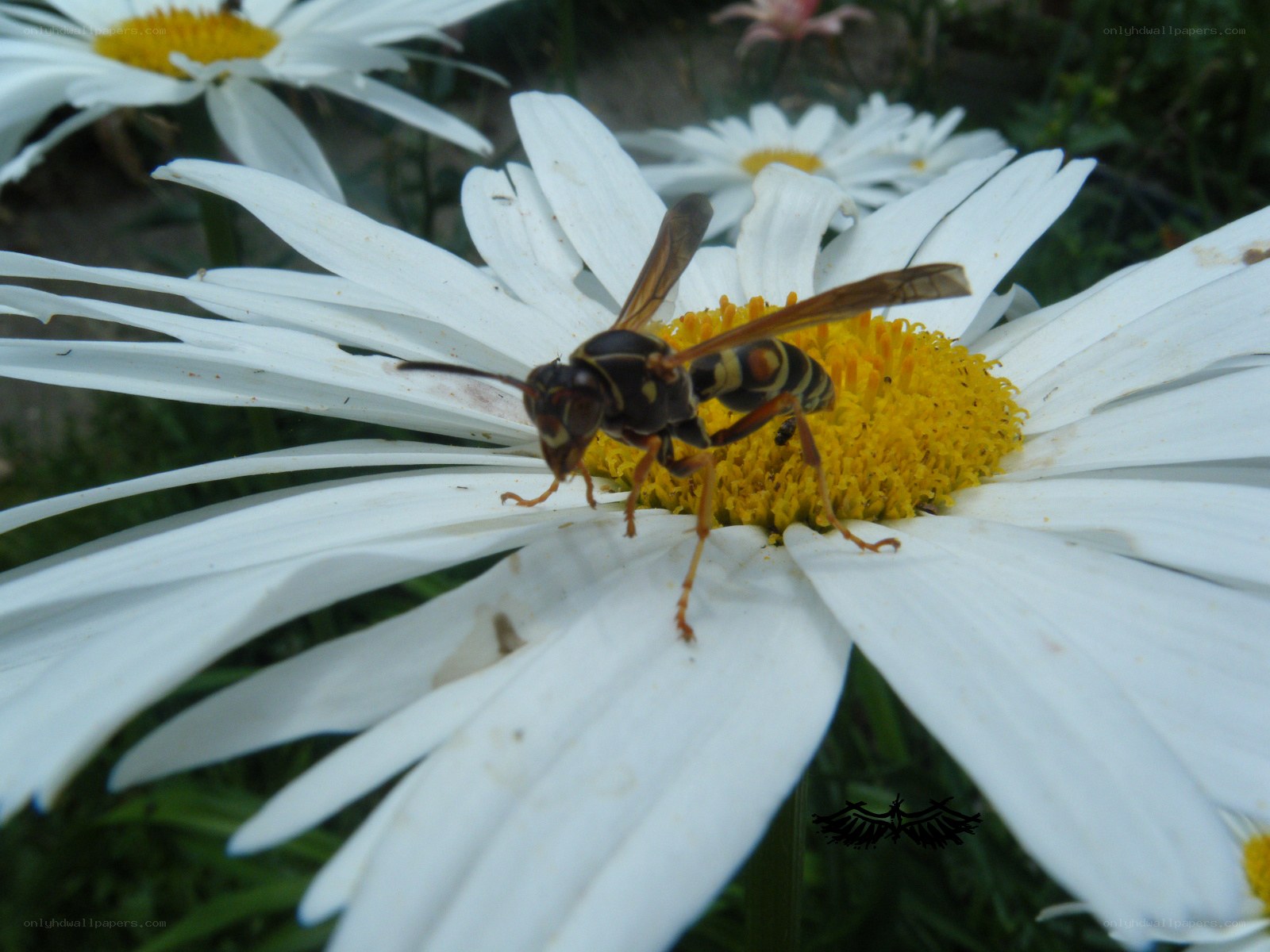 wasp on a daisy flower