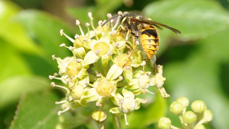 wasp on a flower cluster